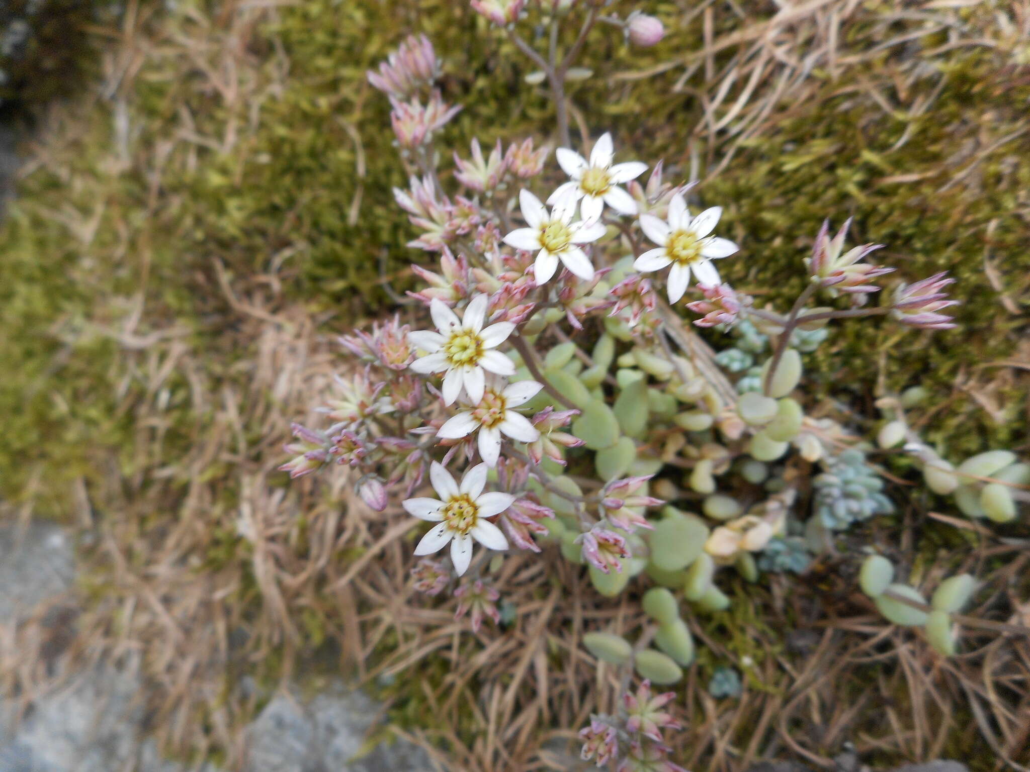 Imagem de Sedum dasyphyllum L.