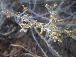 Image of Helichrysum asperum (Thunb.) Hilliard & Burtt