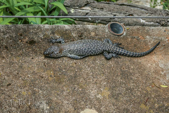 Image of Cunningham's skink