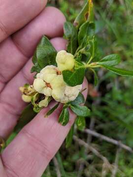 Exobasidium rhododendri (Fuckel) C. E. Cramer 1874 resmi