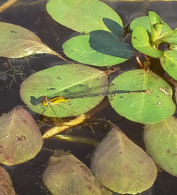 Image of Orange Bluet