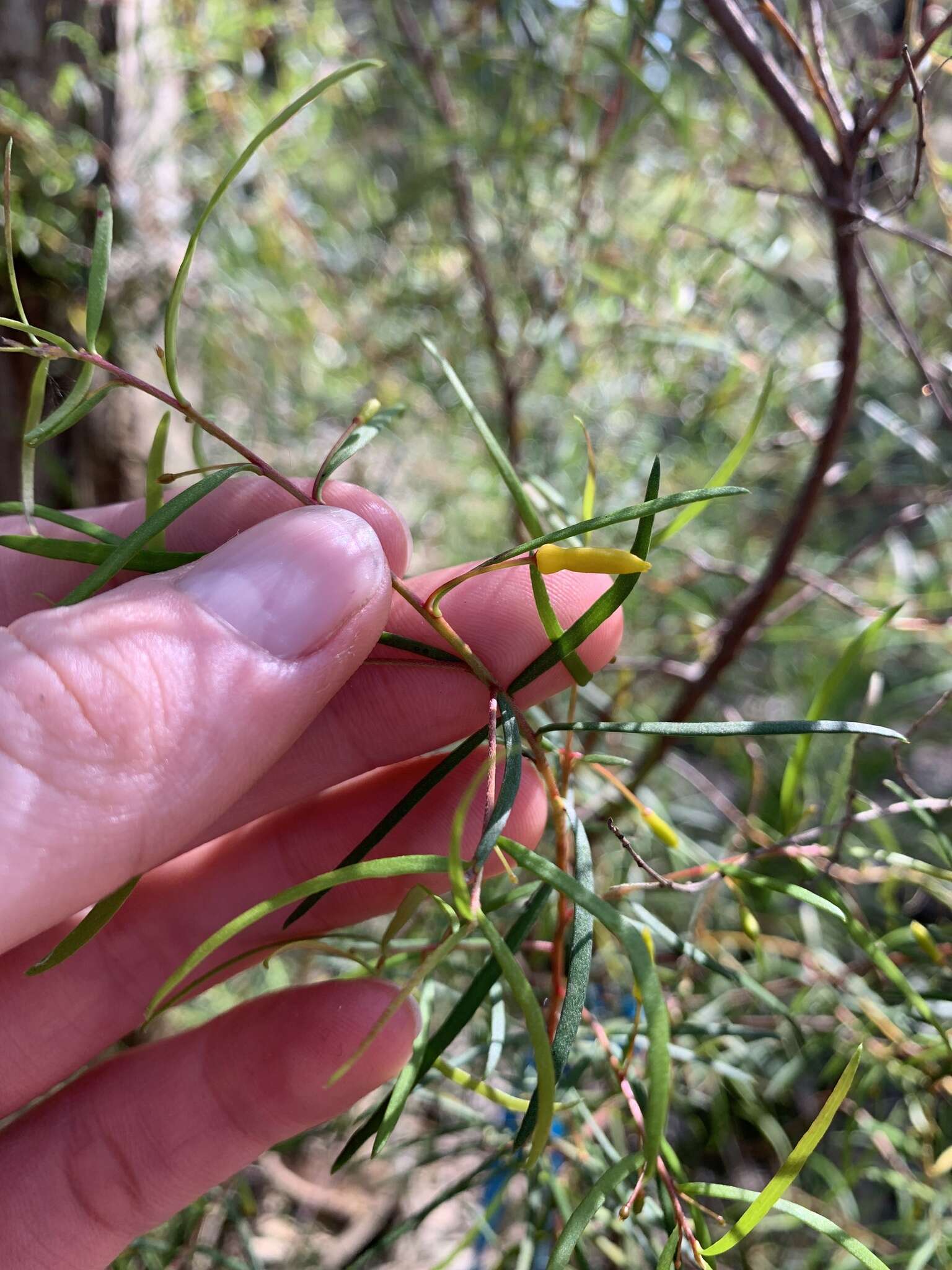 Plancia ëd Persoonia nutans R. Br.