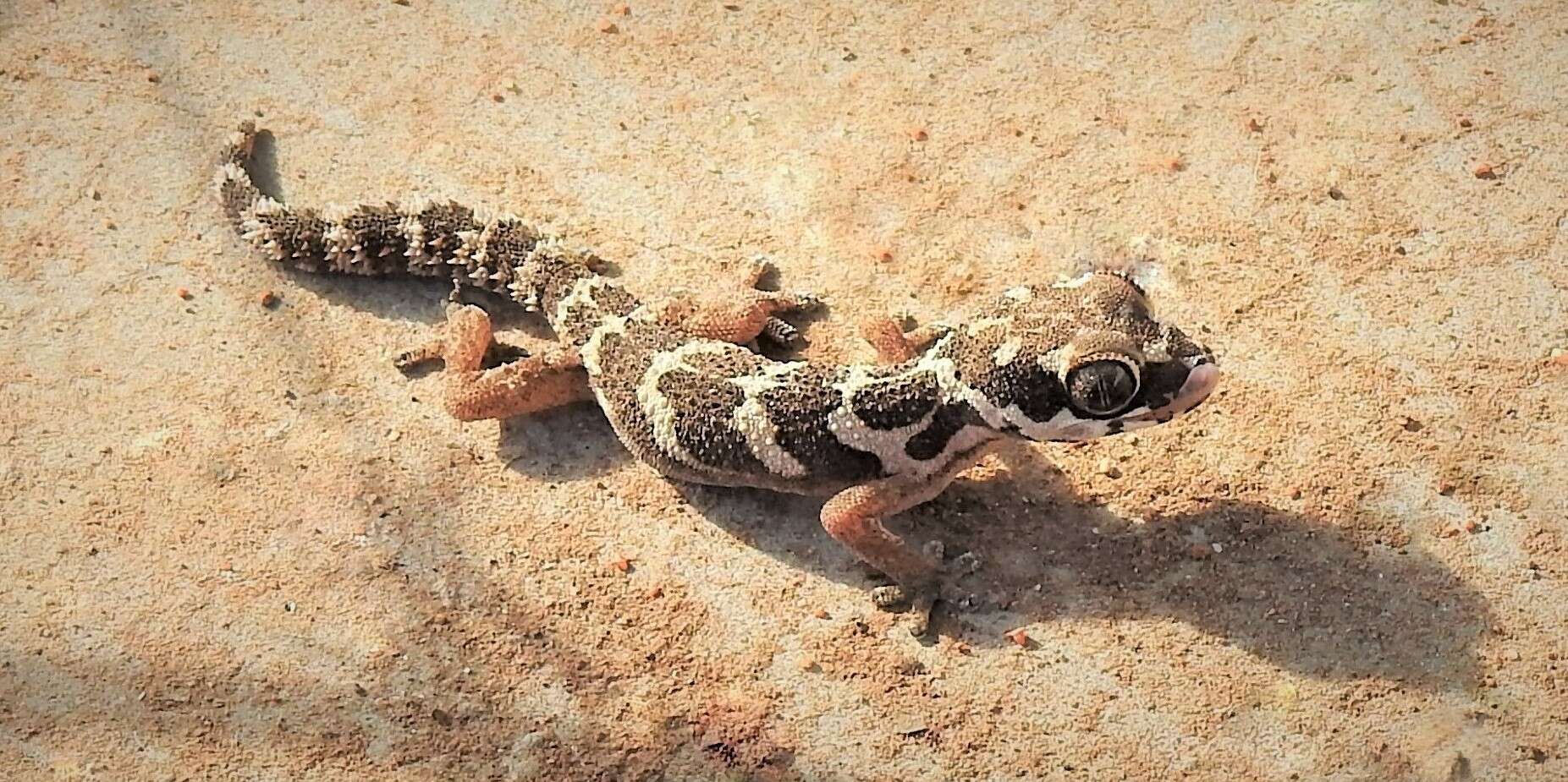 Image of Barnard’s Thick-toed gecko