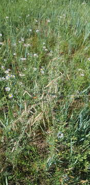 Image of Caragana stenophylla Pojark.