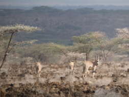 Image of Common Beisa Oryx