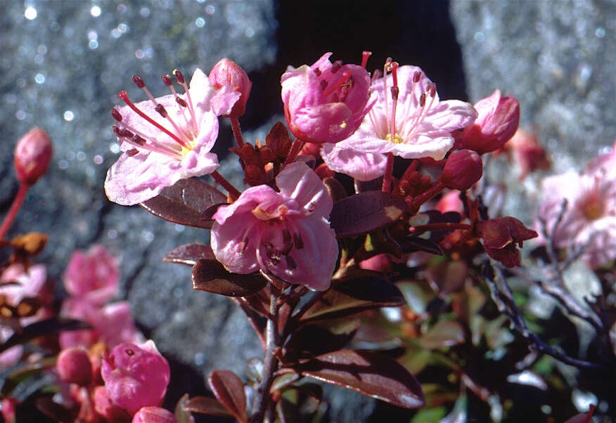 Image of North Umpqua kalmiopsis