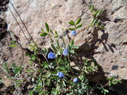 Imagem de Vicia magellanica Hook. fil.