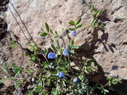 Vicia magellanica Hook. fil. resmi