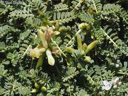 Image of Astragalus angustifolius Lam.