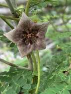 Sivun Dictyanthus yucatanensis Standl. kuva