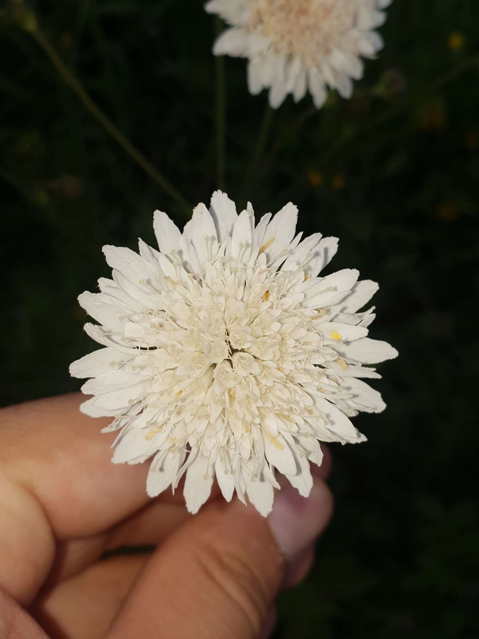 صورة Knautia tatarica (L.) Szabó