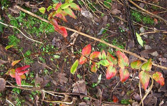 صورة Hypericum androsaemum L.