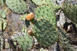 Sivun Opuntia clarkiorum kuva