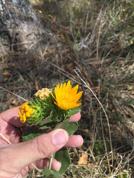 Sivun Grindelia ciliata (Nutt.) Spreng. kuva