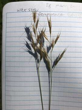 Image de Danthonia sericea Nutt.