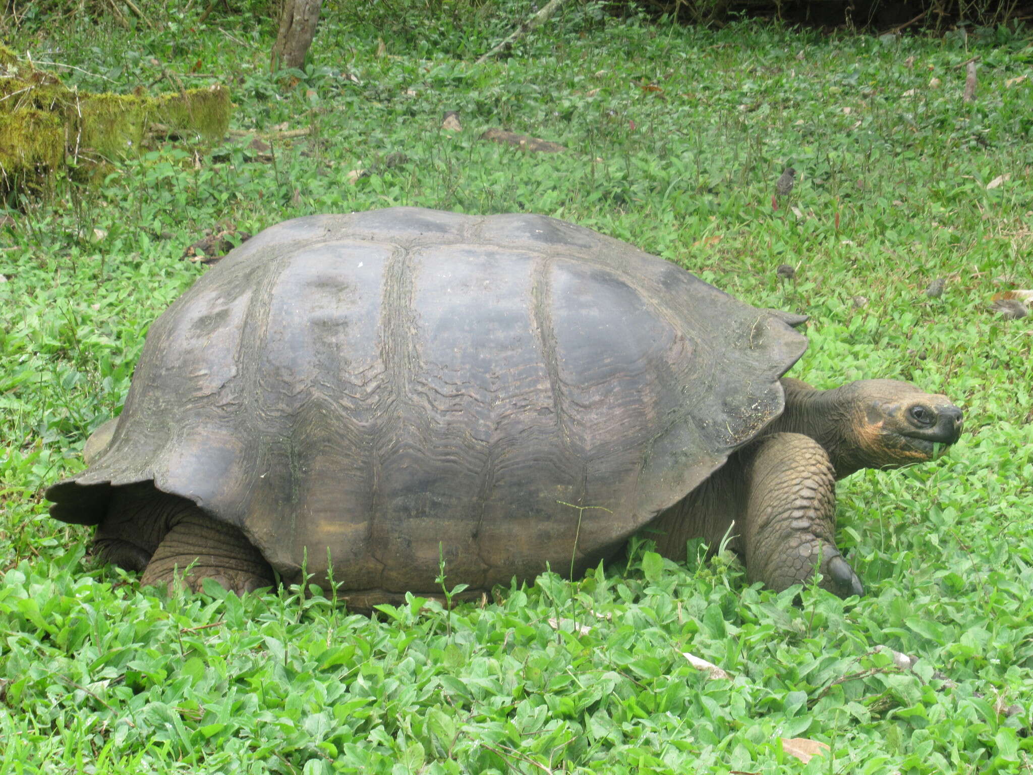 Image of Abingdon Island Giant Tortoise