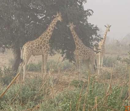 Plancia ëd Giraffa camelopardalis peralta Thomas 1898