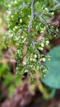 Image of Hymenophyllum inaequale (Poir.) Desv.