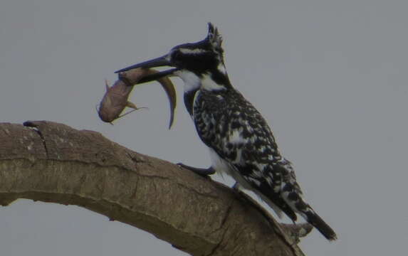 صورة Ceryle rudis rudis (Linnaeus 1758)