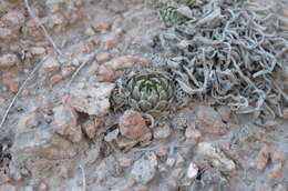 Image de Orostachys thyrsiflora (DC.) Fisch. ex Sweet