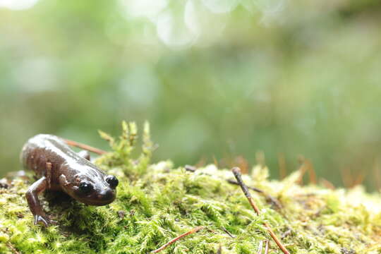 صورة Hynobius arisanensis Maki 1922