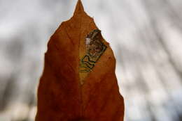 Sivun Stigmella tityrella (Stainton 1854) Hering 1957 kuva