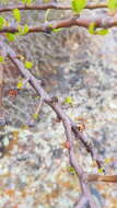 Image of Jatropha oaxacana J. Jiménez Ram. & R. Torres