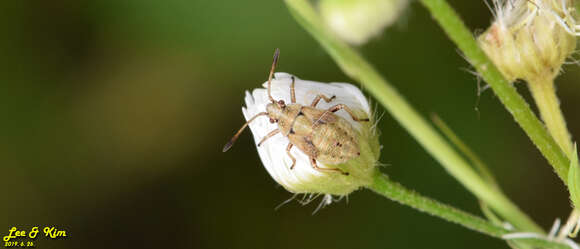 Image of Stictopleurus minutus Blöte 1934