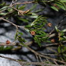 Image of Sannantha collina (A. R. Bean) Peter G. Wilson