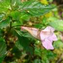 Impatiens uniflora Hayata resmi