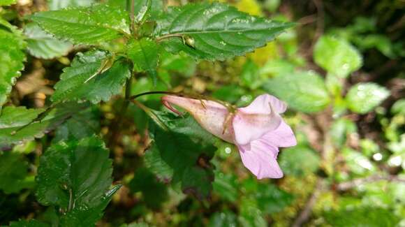 Image of Impatiens uniflora Hayata