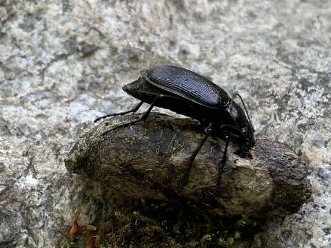 صورة Calosoma (Calosoma) frigidum Kirby 1837