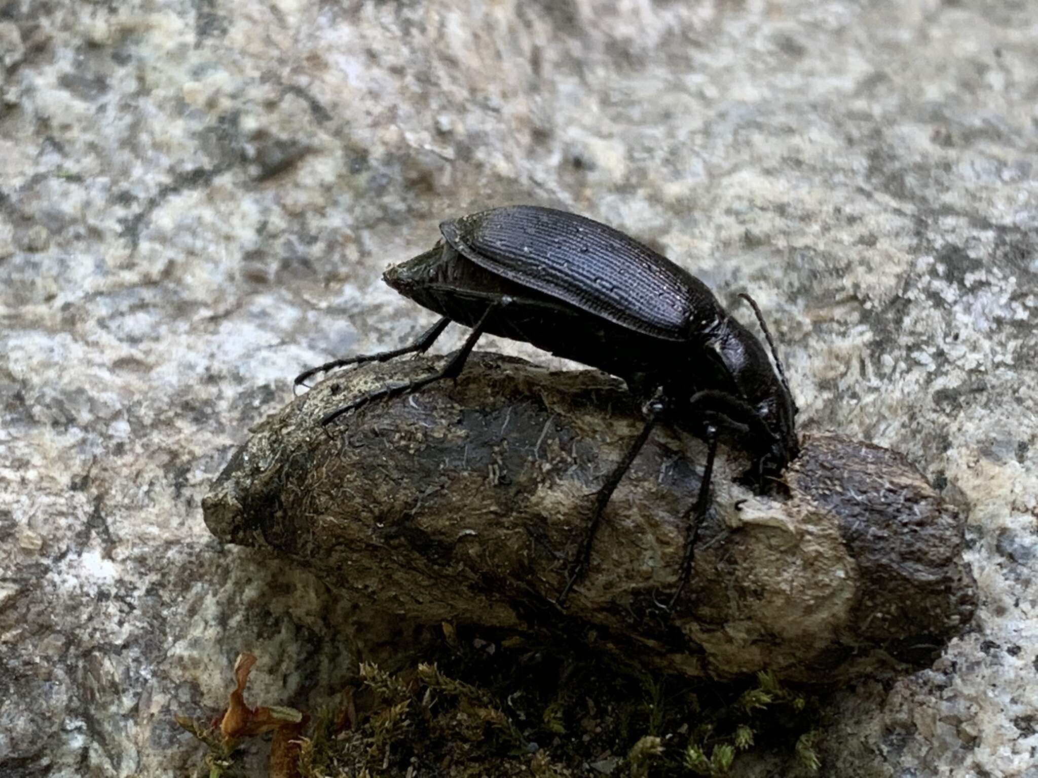 Слика од Calosoma (Calosoma) frigidum Kirby 1837