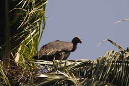 Image of Asian White-backed Vulture