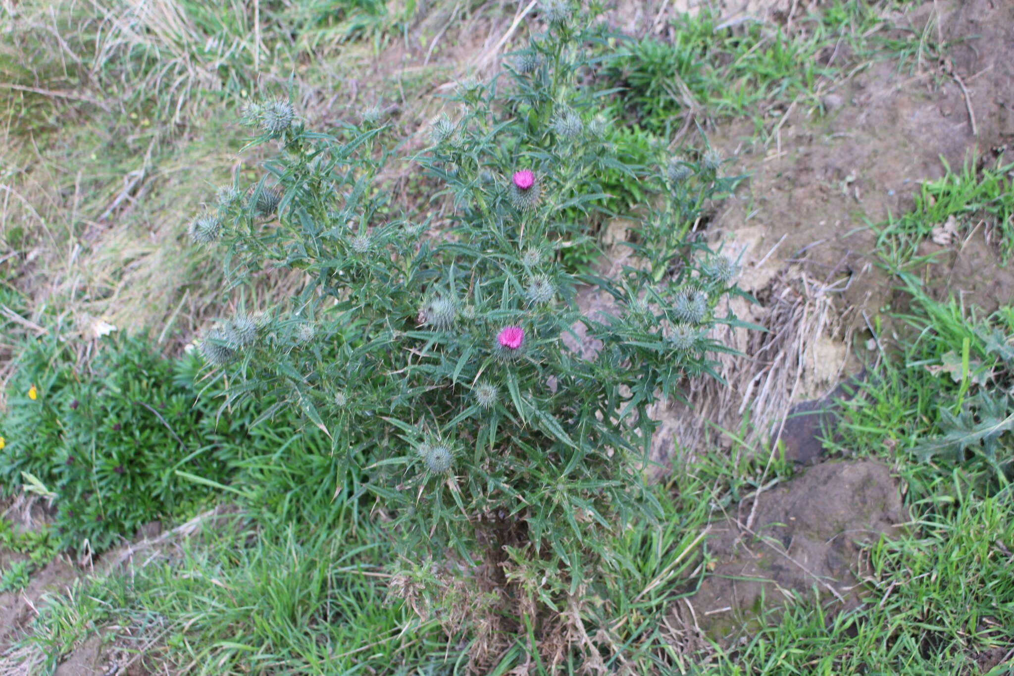 Image of Spear Thistle