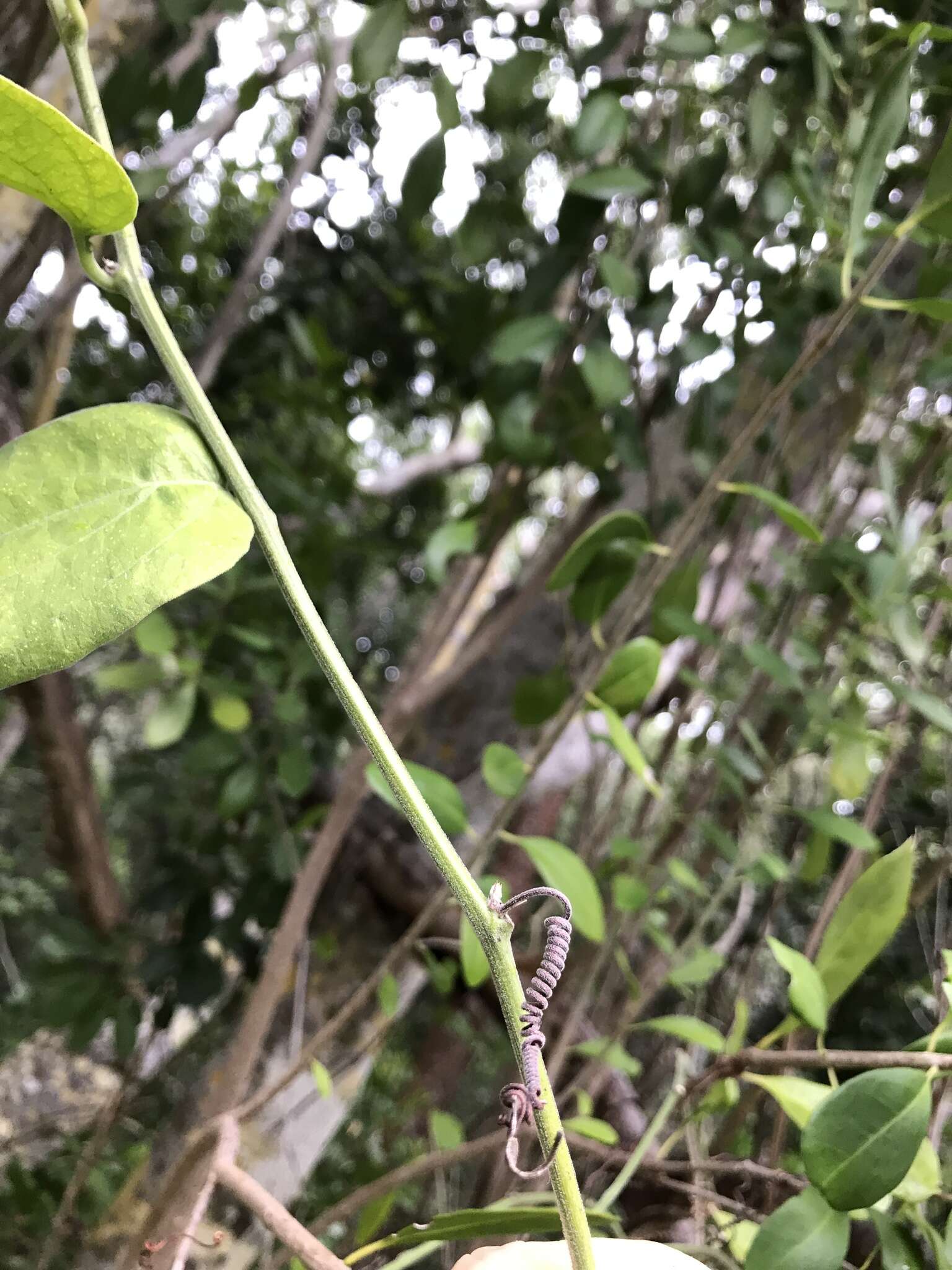 Image of whiteflower passionflower