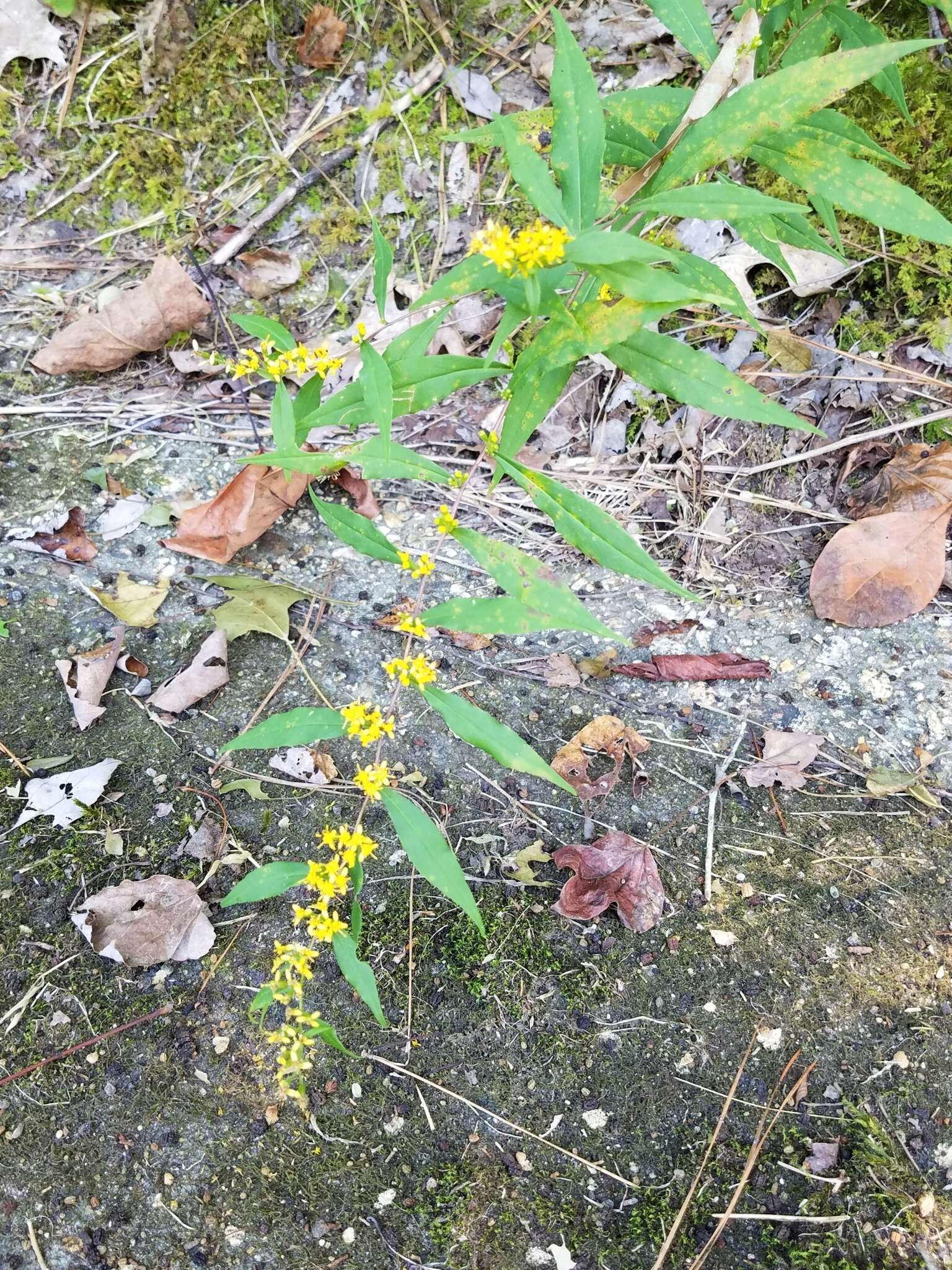 <i>Solidago <i>caesia</i></i> var. caesia的圖片