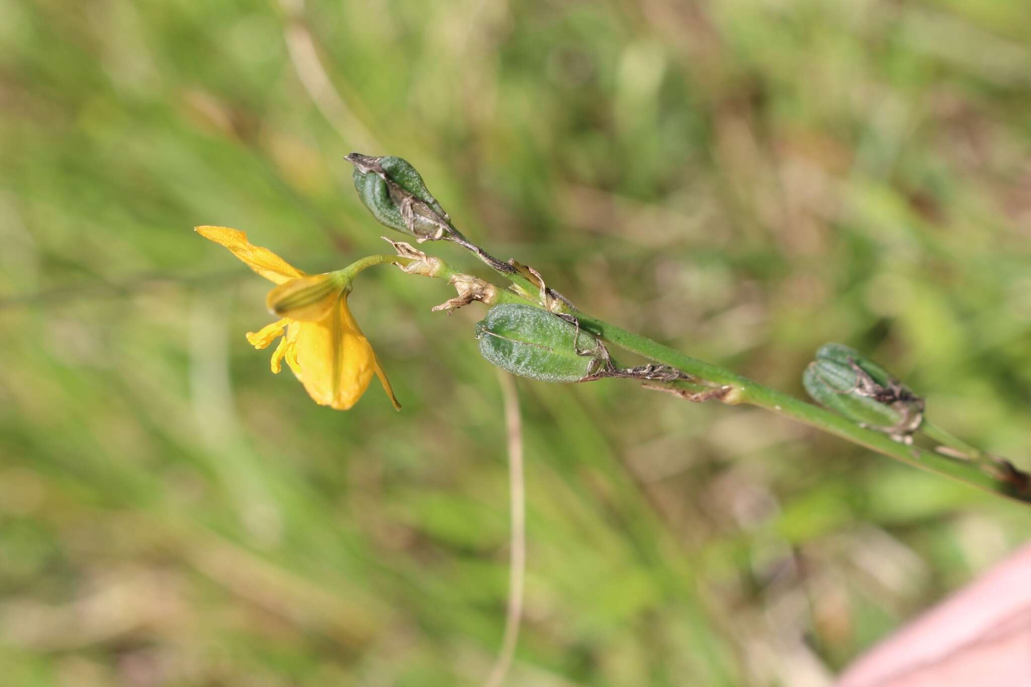 Image of Echeandia skinneri (Baker) Cruden