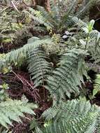 Image of Ainahou Valley Wood Fern