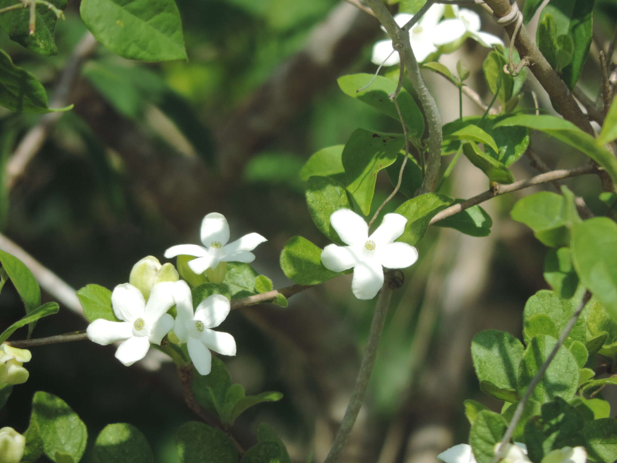 Image of Casearia yucatanensis (Standl.) T. Samar. & M. H. Alford