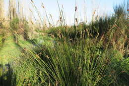 Imagem de Juncus pallidus R. Br.