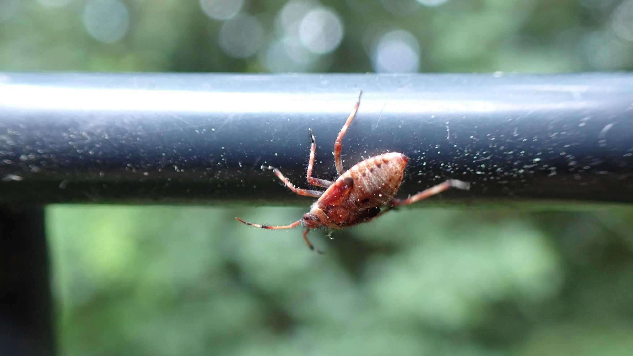 Image of Deraeocoris olivaceus (Fabricius 1777)