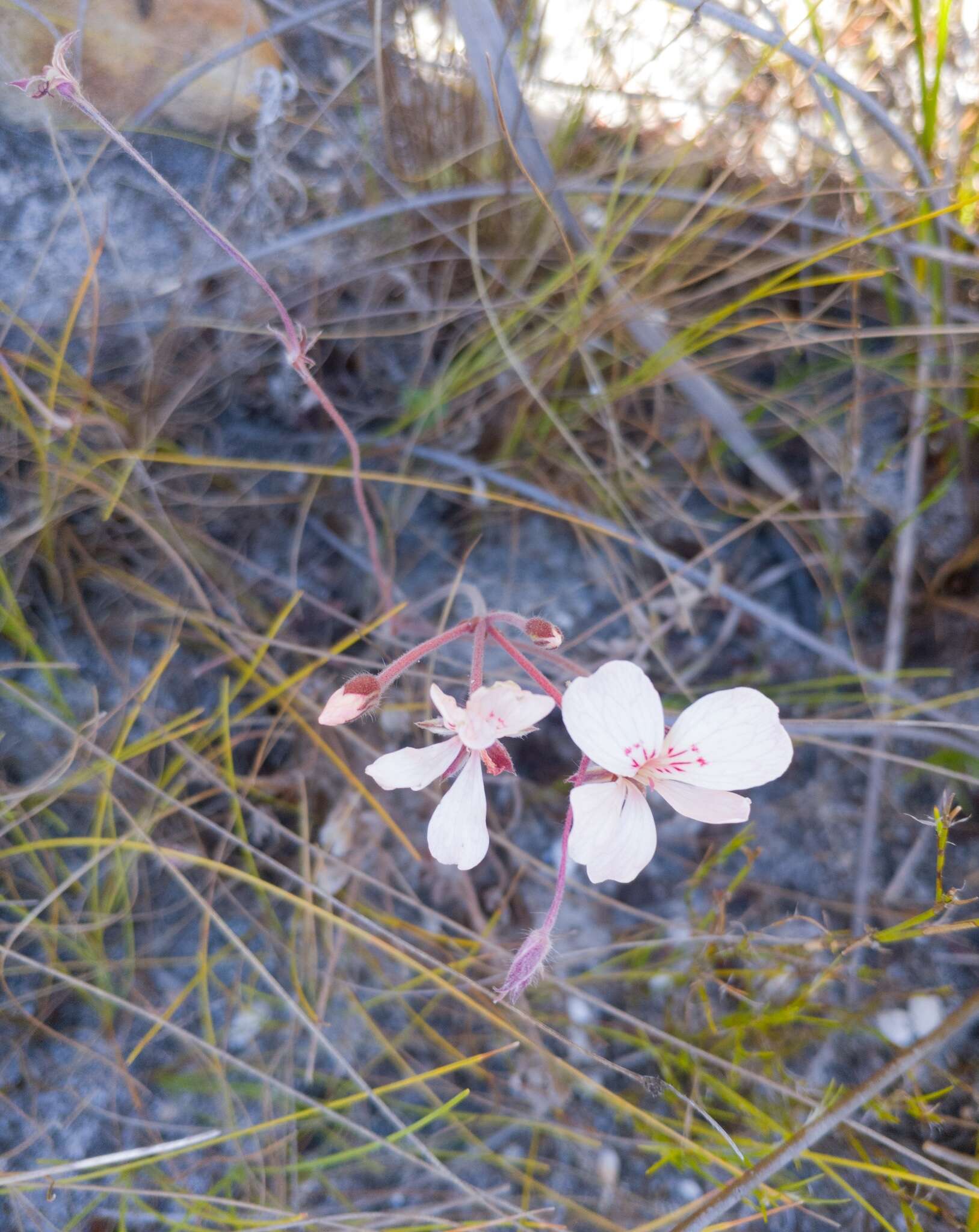 Image of Pelargonium pinnatum (L.) L'Her.