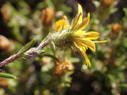 Image de Gorteria alienata (Thunb.) Stångb. & Anderb.