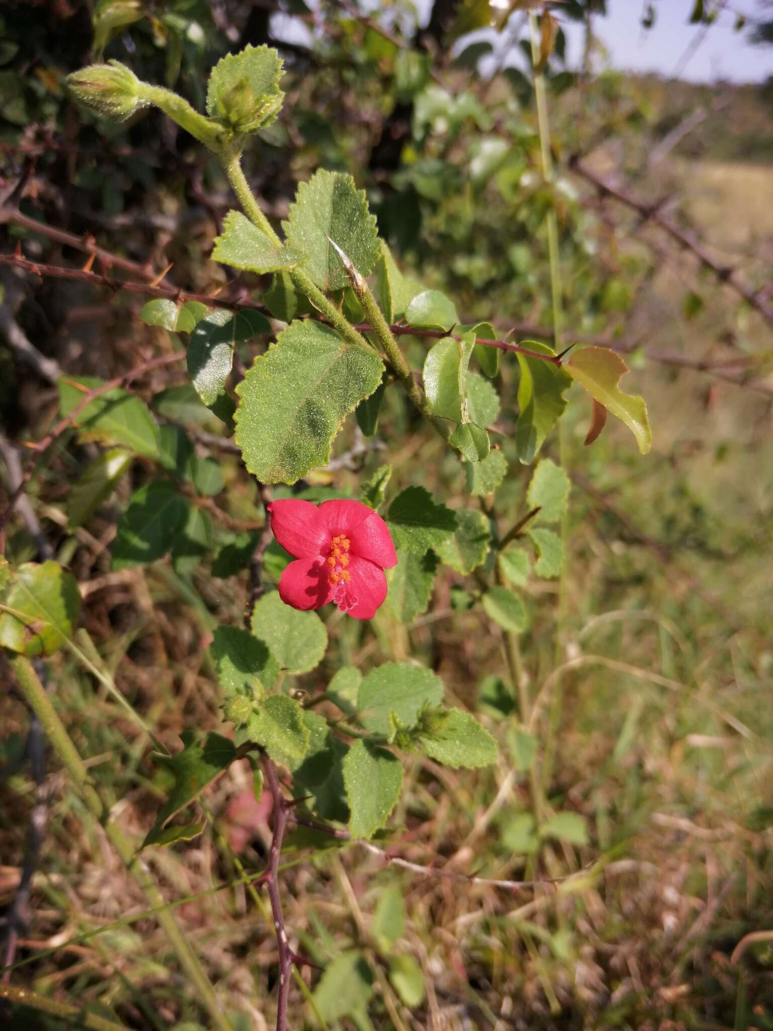 Imagem de Hibiscus aponeurus Sprague & Hutchinson