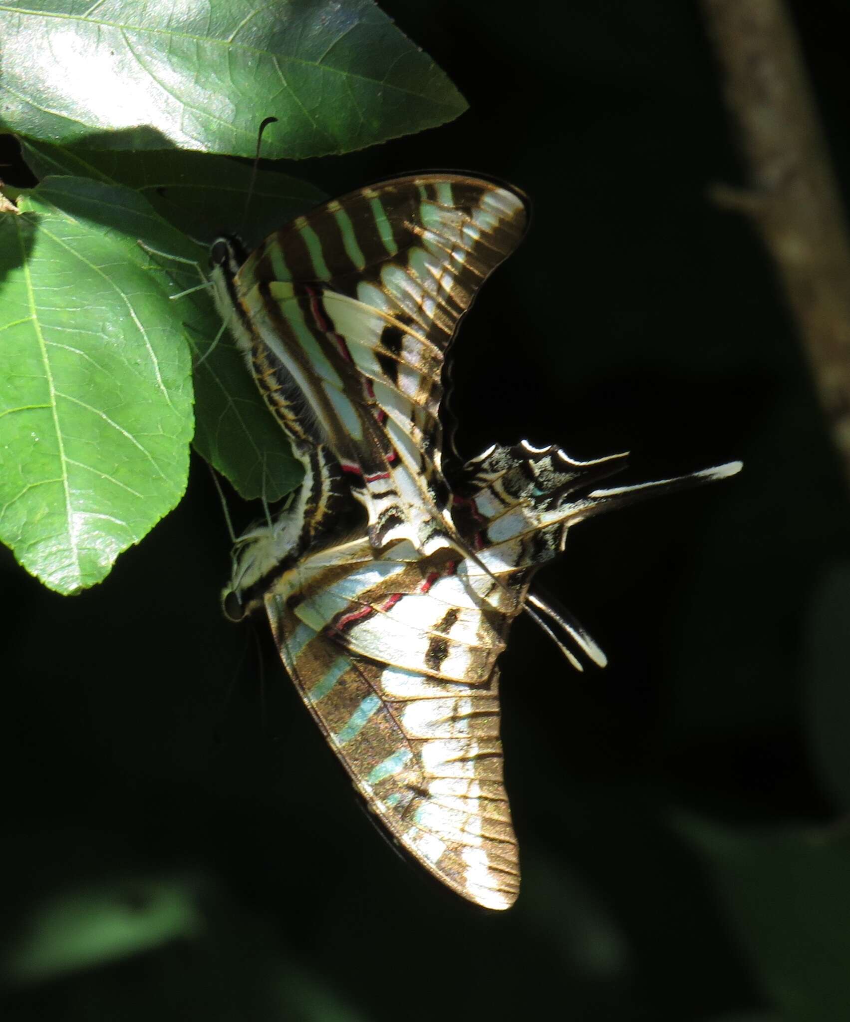 Image de Graphium policenes (Cramer (1775))