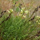 Sivun Astragalus reventiformis (Rydb.) Barneby kuva