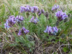 Oxytropis alpina Bunge resmi