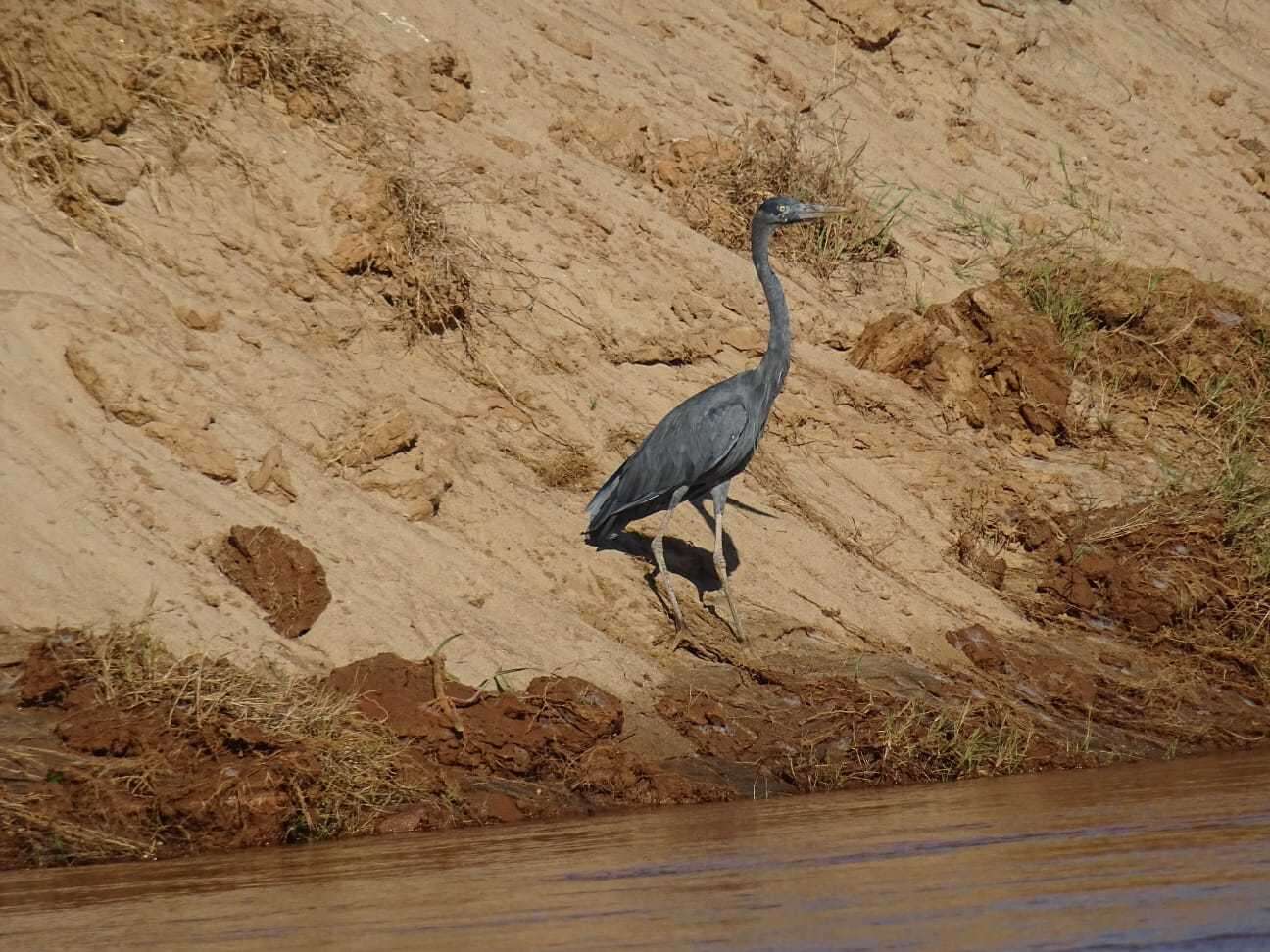 Image of Humblot's Heron