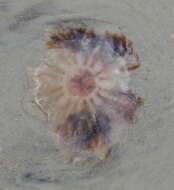 Image of Cyanea versicolor Agassiz 1862